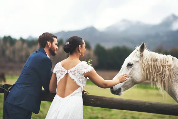 Vamos para o pôr-do-sol. Tiro de um jovem casal feliz recém-casado acariciando um cavalo fora em seu dia do casamento. — Fotografia de Stock