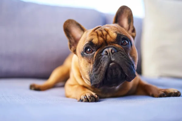 Tan lindo, que incluso los cachorros-arazzi siguen acosándolo. Tiro de un perro adorable descansando en un sofá en casa. —  Fotos de Stock