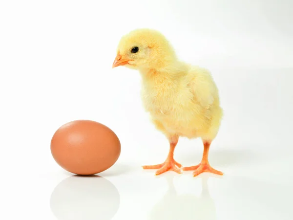 Zajímalo by mě, jestli je tam můj bratr. Studio záběr nadýchané kuřátko stojící vedle vejce. — Stock fotografie