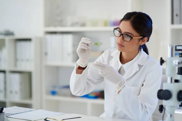 La science est une discipline pour les curieux. Tournage d'un jeune scientifique travaillant avec des échantillons de plantes dans un laboratoire. — Photo