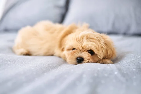 Nejdřív ti ukradnou srdce, pak postel. Postřelen rozkošným psem, který odpočívá doma na posteli. — Stock fotografie