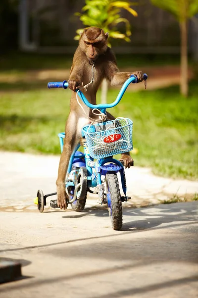 Macaque rijfiets. Een makaak aapje op een blauwe fiets - Thailand. — Stockfoto