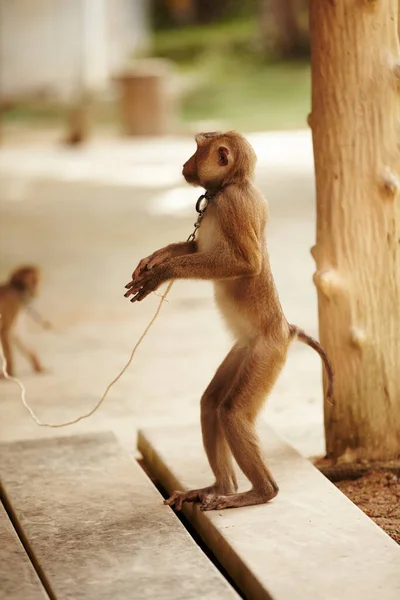 Gevangene makaak. Een gevangen makaak aap in Thailand. — Stockfoto