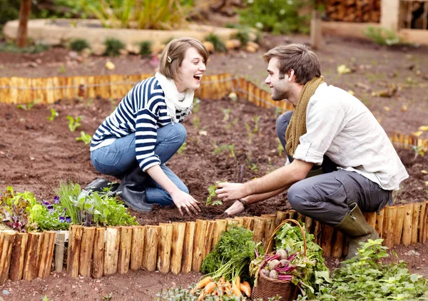 La jardinería es algo que tienen en común. Foto de una joven pareja plantando plántulas en su huerto juntos. — Foto de Stock