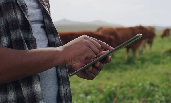 Maatalouden johto saa päivityksen. Tunnistamaton mies, joka käyttää digitaalista tablettia työskennellessään lehmäntilalla.. — kuvapankkivalokuva