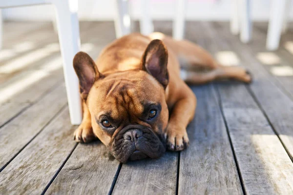 He tenido un poco de un día ruff. Tiro de un perro adorable descansando al aire libre. — Foto de Stock