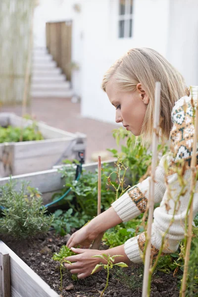 Tiene un pulgar verde. Una joven ocupada jardinería. — Foto de Stock