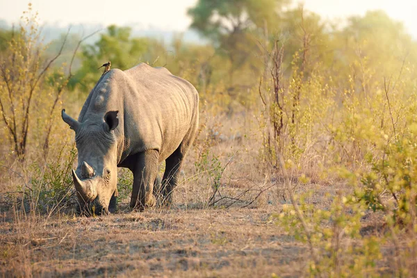 To pasący się olbrzym. Całkowite ujęcie nosorożca w środowisku naturalnym. — Zdjęcie stockowe