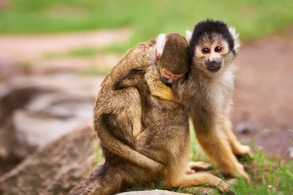 Ze zijn nieuwsgierig naar de wereld. Schot van een schattig klein aapje dat haar baby draagt. — Stockfoto