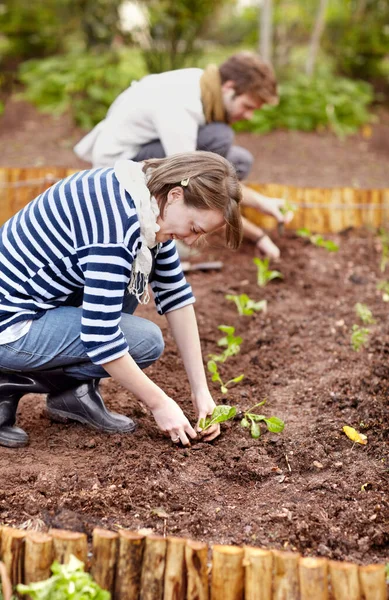 Creando el huerto perfecto. Foto de una joven pareja plantando plántulas en su huerto juntos. — Foto de Stock