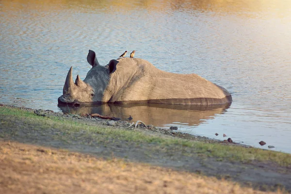 Chłodzenie. Całkowite ujęcie nosorożca schładzającego się w wodopoju. — Zdjęcie stockowe