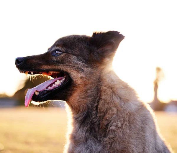 Onde for divertido, vou encontrá-lo. Tiro de um cão adorável jogando em um parque. — Fotografia de Stock