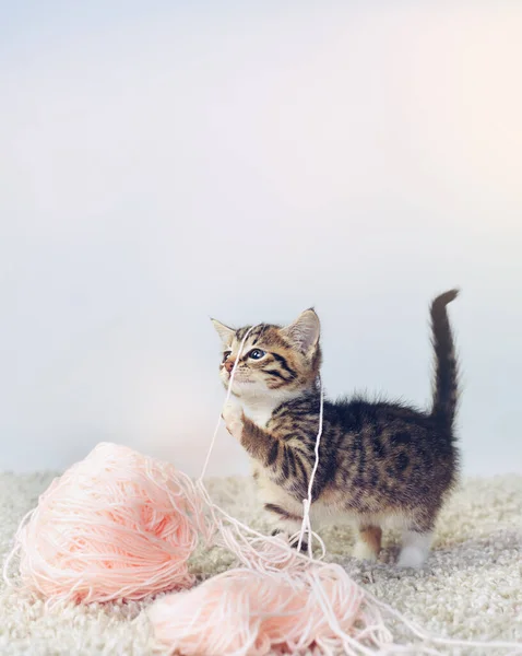 Lo que estaba tratando de tejerte un suéter. Estudio de tiro de un adorable gatito tabby jugando con una bola de pared. —  Fotos de Stock