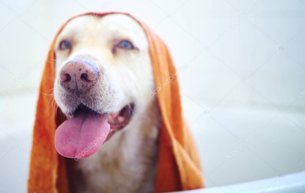 From good boy to gorgeous boy. Shot of an adorable dog having a bath at home.