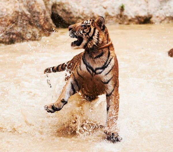 Um tigre brincalhão a salpicar. Tigre brinca espirra na água. — Fotografia de Stock