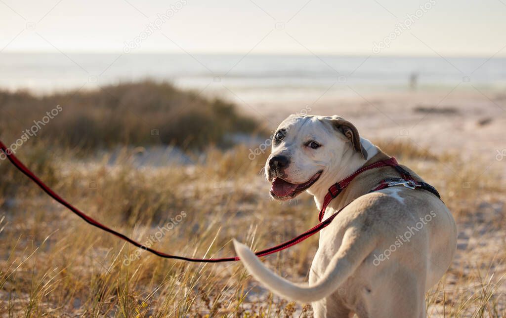 Go on adventures with me. Shot of a dog wearing a leash while out for a walk.