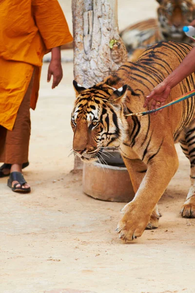 Treinador líder tigre por uma trela. Monge e treinador levando tigre por uma coleira no Templo do Tigre. — Fotografia de Stock