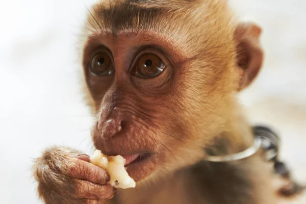 Genieten van wat zoet fruit. Close-up van een Thaise makaak die een stuk fruit eet. — Stockfoto