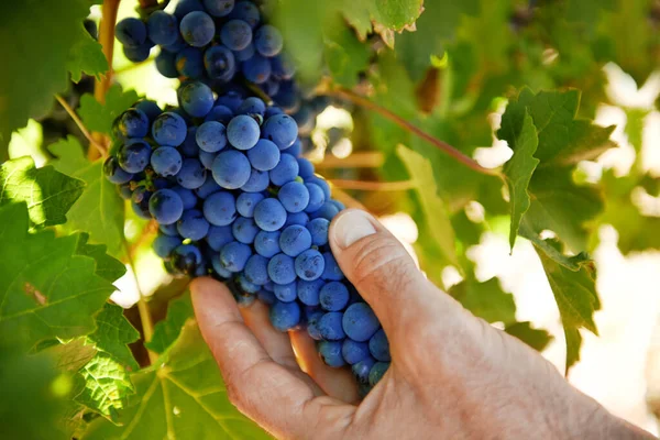 Nyder en dag med vinsmagning i solen. Et billede af en moden mand, der inspicerer druer på en vinstok. - Stock-foto