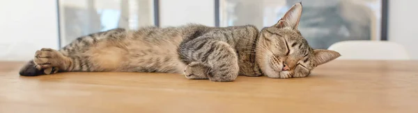 Życie kota w najlepszym wydaniu. Seria zdjęć leniwego kota. — Zdjęcie stockowe