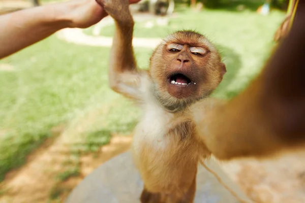 Thaise aap reikt. Een makaak aapje in Thailand dat naar de camera reikt. — Stockfoto