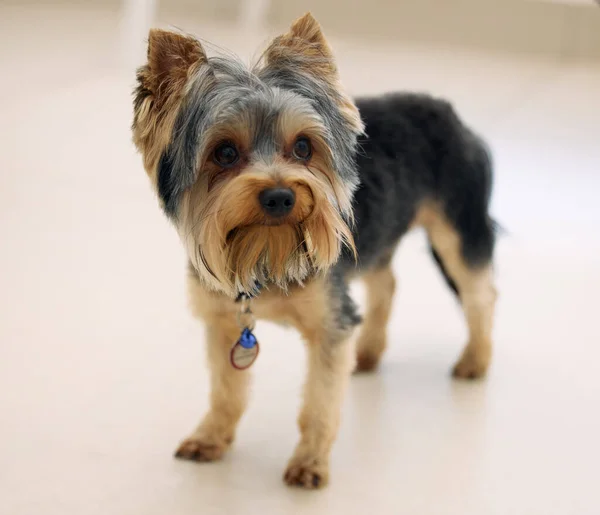 ¿Puedes ponerme en tu bolsillo y llevarme a todas partes? Foto de un adorable Yorkshire Terrier. — Foto de Stock