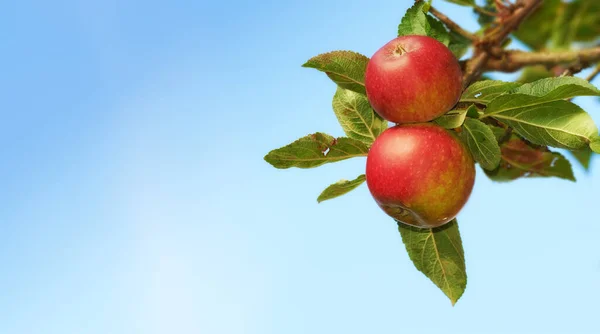 Recoger manzanas nunca se ha visto tan atractivo. Manzanas rojas maduras colgando de un árbol en un huerto - primer plano. —  Fotos de Stock