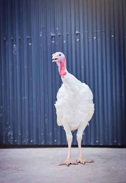 É uma galinha com bom aspecto. Tiro de um peru em uma fazenda de aves. — Fotografia de Stock