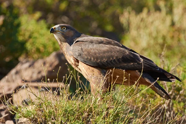 Depredador de los cielos - Hawk. Disparo de un majestuoso pájaro de presa. —  Fotos de Stock