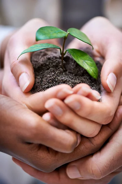 Teamwork in growth. Cropped shot of a hands holding a budding plant. — Stock Photo, Image