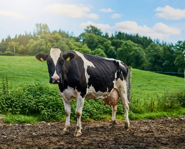 Mooooo. Tiro de comprimento total de uma vaca em pé em uma fazenda de leite. — Fotografia de Stock