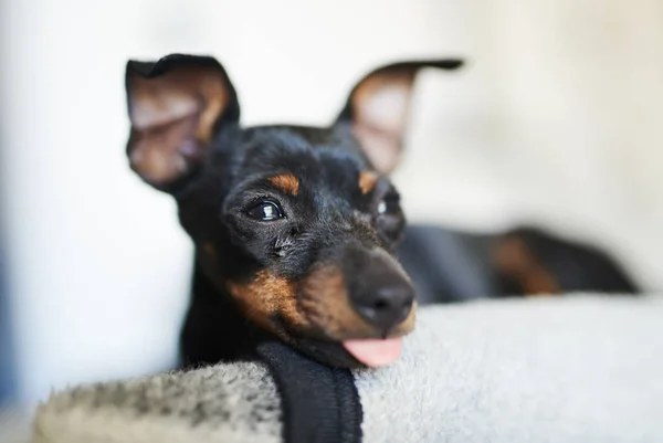 Bienvenido a casa, te he estado esperando. Tiro de un perro adorable relajándose en una cama en casa. —  Fotos de Stock
