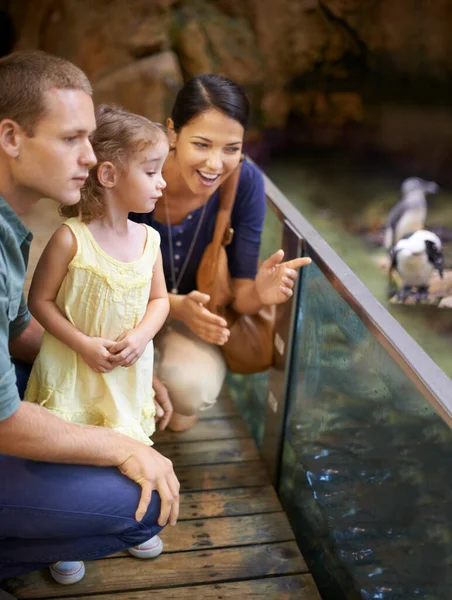 Aquarium- een paradijs voor kinderen. Gekropte opname van een familie die naar pinguïns in een aquarium kijkt. — Stockfoto