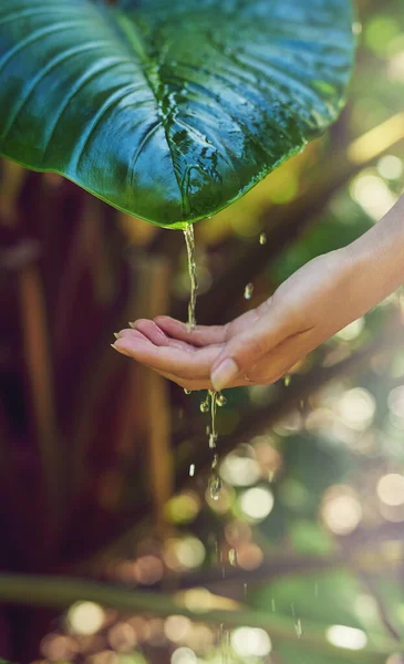 H2 cresce. Tiro cortado de uma mulher lavando as mãos com água gotejando de uma planta ao ar livre. — Fotografia de Stock