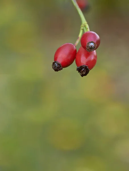 Rote Beeren auf einem Baum. Rote Beeren wachsen auf einem Baum. — Stockfoto