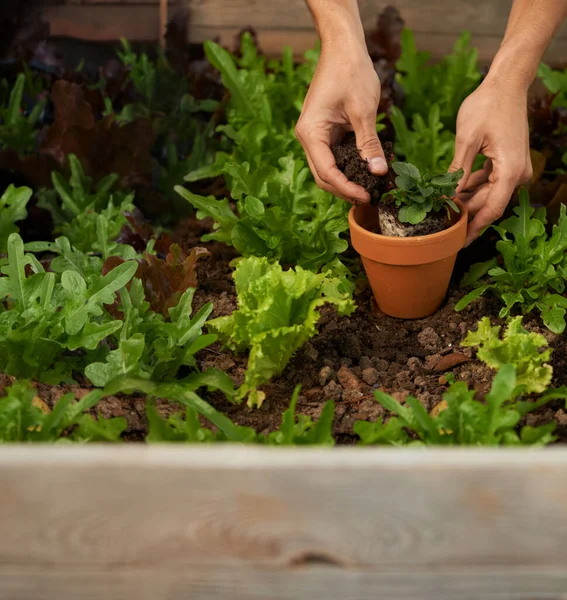 Jardinagem... é mais barato que terapia. Tiro cortado de um homem mãos plantando alguns vegetais folhosos em uma caixa de jardim. — Fotografia de Stock