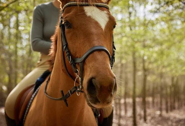 Détachement des rênes dans la forêt. Coup de feu sur une femme méconnaissable à cheval dans la forêt pendant la journée. — Photo