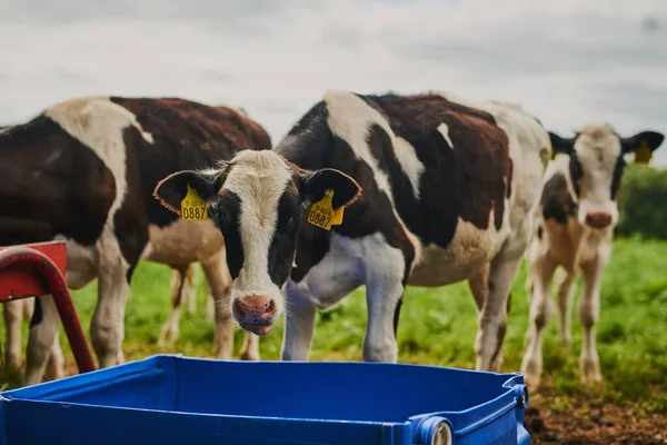 İyi beslenmiş inekler en iyi sütü üretir. Süt çiftliğinde beslenen inek sürüsünün kırpılmış görüntüsü.. — Stok fotoğraf