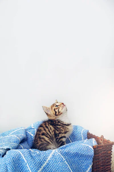Quelqu'un a dit l'heure du dîner ? Plan studio d'un adorable chaton tabby assis sur une couverture douce dans un panier. — Photo