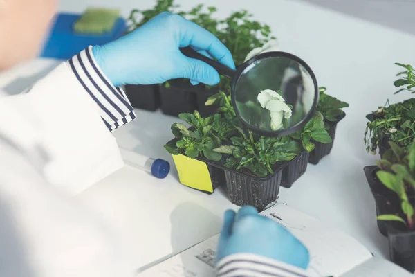 Αυτό είναι ό, τι μοιάζει όταν μεγεθύνεται.... Καλλιεργείται πλάνο ενός αγνώριστο θηλυκό επιστήμονα αναλύοντας ένα δείγμα φυτών χρησιμοποιώντας ένα μεγεθυντικό φακό σε ένα εργαστήριο. — Φωτογραφία Αρχείου