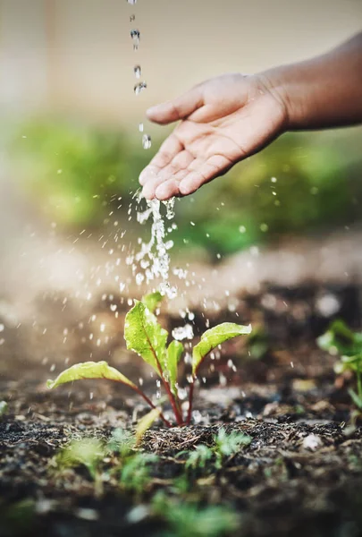 Crescerá com cuidado. Closeup tiro de uma pessoa irreconhecível regando uma planta ao ar livre. — Fotografia de Stock