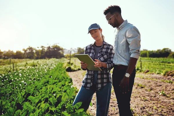 Kijk maar eens naar deze groeicijfers. Gehakte foto van twee jonge boeren die naar een tablet kijken terwijl ze op hun boerderij werken. — Stockfoto