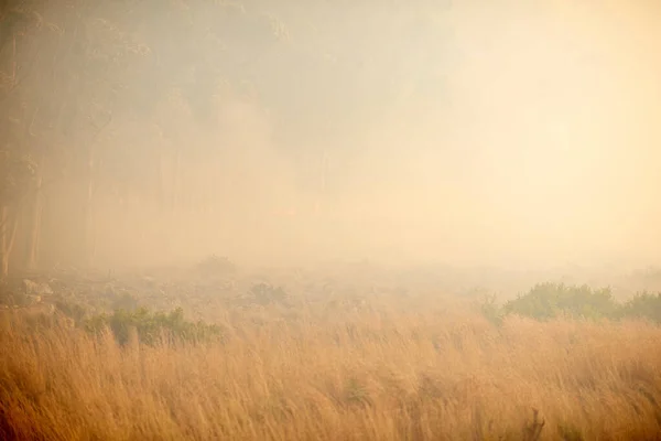 Là où il y a de la fumée, il y a feu. Prise de vue d'un feu de forêt brûlant au loin. — Photo