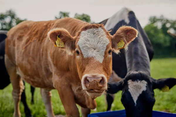 Jíme jen ty nejlepší. Oříznutý záběr stáda skotu pasoucího se na mléčné farmě. — Stock fotografie