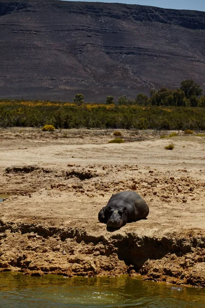 Disfrutando del sol del mediodía. Tiro de un hipopótamo cerca de un abrevadero en las llanuras de África. — Foto de Stock