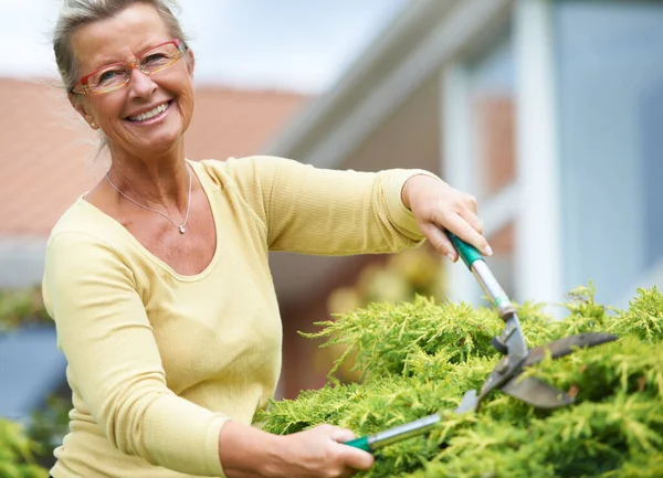 Utrzymuje ogród w świetnym stanie. Szczęśliwa seniorka przycinająca żywopłot w ogrodzie nożycami. — Zdjęcie stockowe