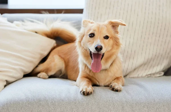 Cada perro es la excepción. Tiro de un adorable perro mullido relajándose en un sofá en casa. — Foto de Stock