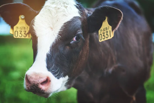 A tejipar szakértője vagyok. Egy tehenet lőttek le egy tejgazdaságban.. — Stock Fotó
