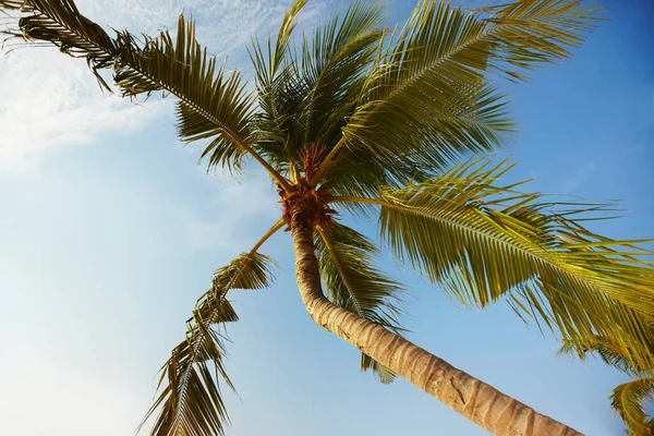 Tropical paradise. View from underneath a palm tree in the Maldives. — ストック写真