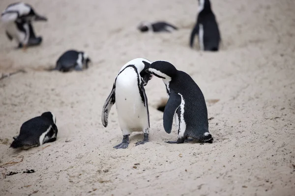 Znajdź ciepło wśród przyjaciół. Strzelanina pingwinów w Boulders Beach w Cape Town, Republika Południowej Afryki. — Zdjęcie stockowe